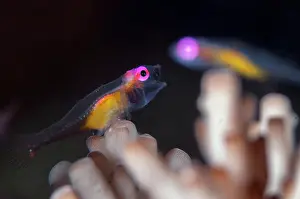 Straits: Pair of Redeye Hovering Gobies
