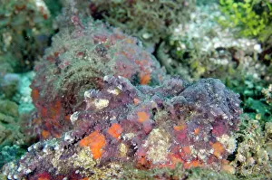 Moluccas: Pair of Reef Stonefish