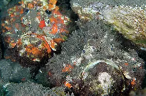 Ghost: Pair of Reef Stonefish - Ghost Bay dive site, Amed
