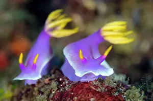 Gill: Pair of Robe Hem Hypselodoris Nudibranches