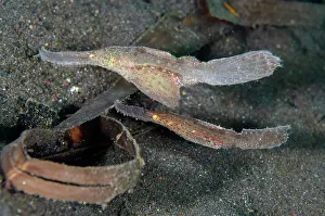 Pipefish: Pair of Robust Ghost Pipefish - camouflaged next