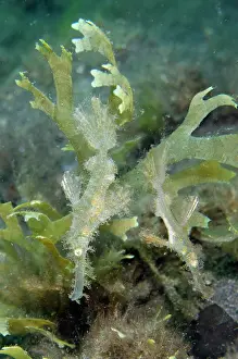 Pipefish: Pair of Roughsnout Ghostpipefish - Ghost Bay dive