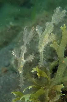 Pipefish: Pair of Roughsnout Ghostpipefish - Ghost Bay dive