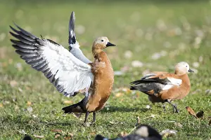 Shelduck: A pair of Ruddy shelduck (Tadorna ferruginea) walking