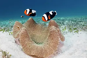 Prawn: Pair of saddleback clownfish (Amphiprion polymnus)
