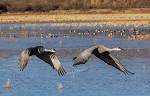 Cranes: Pair of Sandhill cranes in flight, in winter at