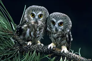 Whet: Pair of saw-whet owls