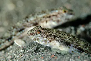 Sandgoby: Pair of Scalyhead Sandgoby