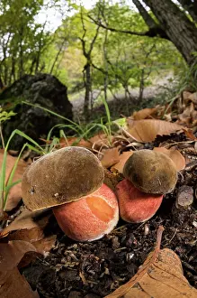 Stripes: A pair of Scarletine bolete (Boletus luridiformis) growing in in the autumn forest