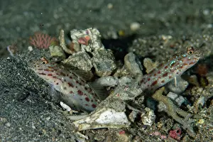 Band: Pair of Silverstreak Shrimpgobies in hole - K41 dive site