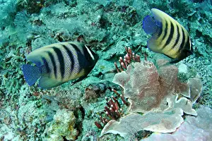 Pomacanthus: Pair of Six-banded Angelfish Fish Bowl dive site