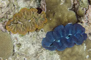 Maxima: Pair of Small Giant Clams embedded in coral - NusaBay Menjan