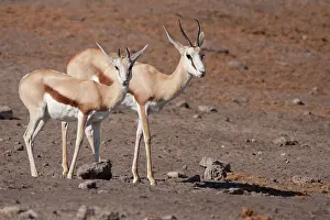 Marsupialis: Pair of springboks (Antidorcas marsupialis)