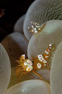 Bladder: Pair of Squat Shrimps on Bubble Coral (Plerogyra