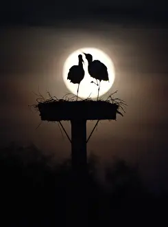 Moonlight: Pair of storks, two black storks, on a storks nest