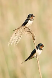 Rustica: Pair of Swallows (Hirundo rustica) take a rest while