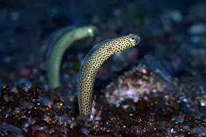 Eels: Pair of Taylor's Garden Eels