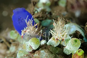 Shrimp: Pair of Tiger Shrimps