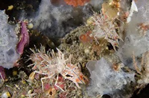 030822: Pair of Tiger Shrimps - Kubu, Tulamben, Karangasem Regency
