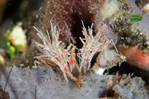 030822: Pair of Tiger Shrimps - Kubu, Tulamben, Karangasem Regency