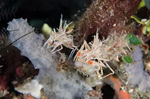 030822: Pair of Tiger Shrimps - Kubu, Tulamben, Karangasem Regency