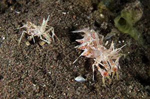 010821: Pair of Tiger Shrimps - Seraya dive site, Seraya