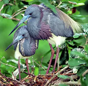 Tricolored: Pair of Tricolored Heron at nest