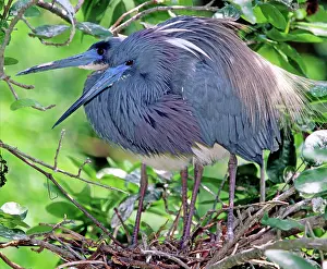 Tricolored: Pair of Tricolored Heron at nest