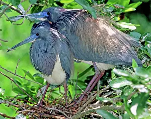 Tricolored: Pair of Tricolored Heron at nest