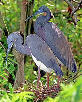 Tricolored: Pair of Tricolored Heron at nest