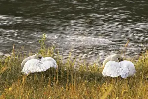 Trumpeter: Pair of Trumpeter Swans