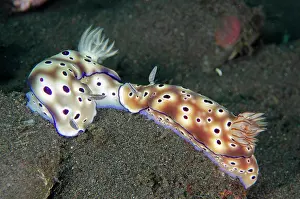 Gill: Pair of Tryon's Nudibranch