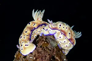 Slug: Pair of Tryon's Nudibranches - Seraya dive site