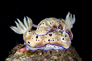 Slug: Pair of Tryon's Nudibranches - Seraya dive site