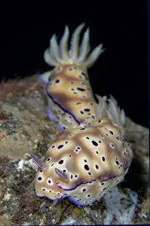 Slug: Pair of Tryon's Nudibranches - Seraya dive site