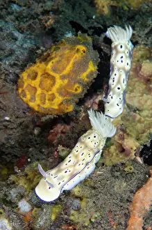 Gill: Pair of Tryons Nudibranches tailing each other