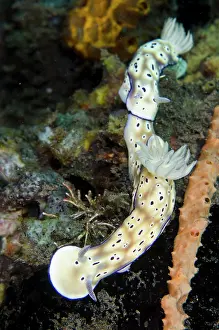 Gill: Pair of Tryons Nudibranches tailing each other