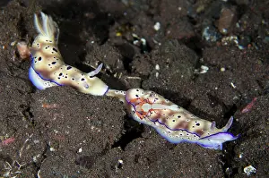 Nudibranches: Pair of Tryons Nudibranches - tailing each other with Emper