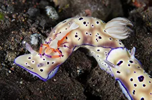 Nudibranches: Pair of Tryons Nudibranches - tailing each other with Emper