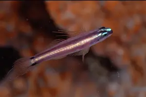 Line: Pair of Twostripe Dwarfgobies