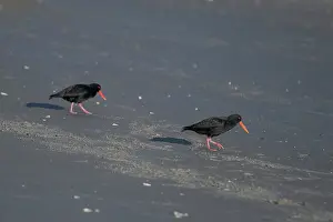 Oystercatcher: Pair of Variable Oystercatchers