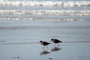 Oystercatcher: Pair of Variable Oystercatchers