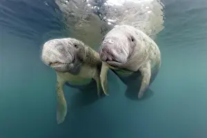 Sisters: Pair West Indian manatees (Trichechus manatus)