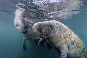 Sisters: Pair West Indian manatees (Trichechus manatus)