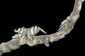 Shrimps: Pair of Whip Coral Shrimps