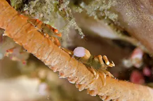 Shrimps: Pair of Whip Coral Shrimps - with isopod (Isopoda