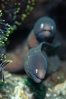 Eyed: Pair of White-eyed Moray Eels