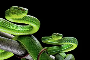 Trimeresurus: Pair of White-lipped pit viper (Trimeresurus albolabirs)