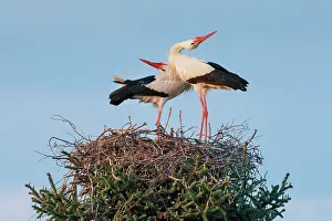 Affectionate: A pair of white storks standing in the nest at sunset
