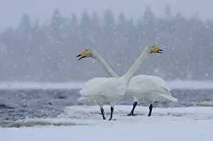 Snowfall: Pair of Whooper Swans (Cygnus cygnus) calling